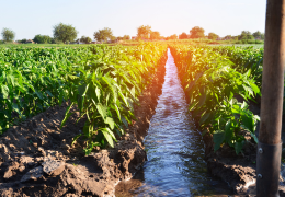 Automatizarea irigațiilor în grădină: De ce merită să investești într-un programator de irigații?